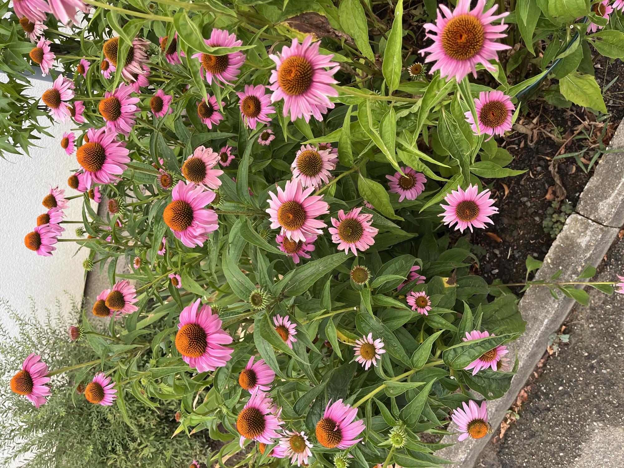 Flower in Besigheim