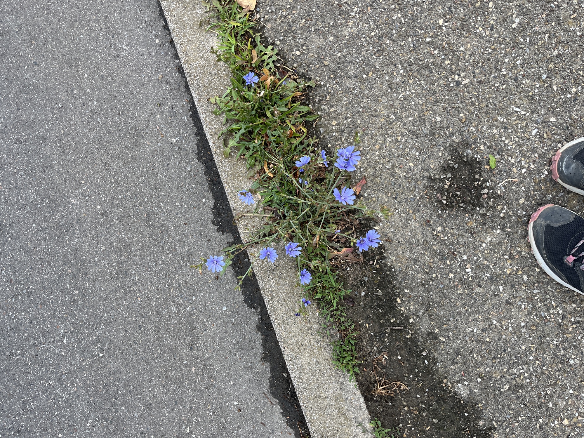 Flower in Besigheim